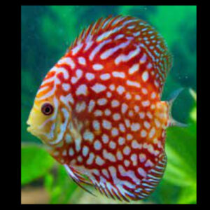 Red Pigeon Discus 7cm ***HIGH GRADE***