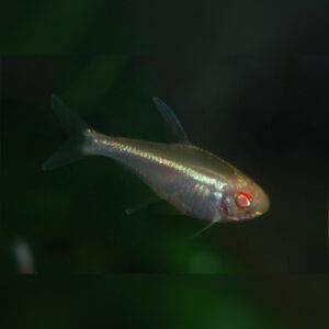 Albino Black Neon Tetra ***NEW***