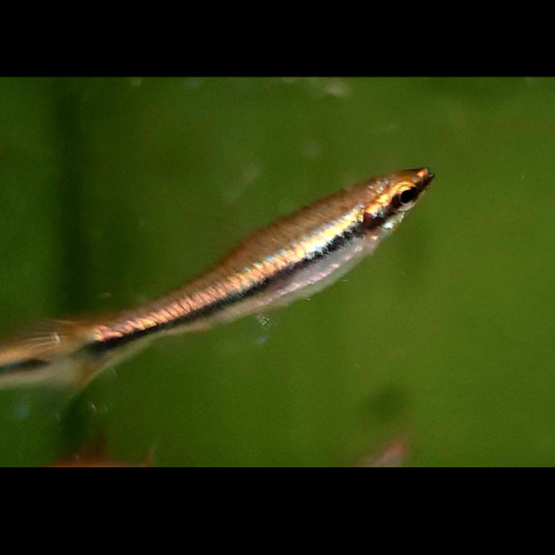 Beckford Red Pencil Fish