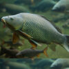 Common Carp 5-6'' (Chunky, deep fish)