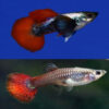 Platinum Red Tail Big Ear Pair