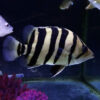 Sumatra Tigerfish 5-6cm