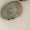 Beluga Snail ***NEW*** 