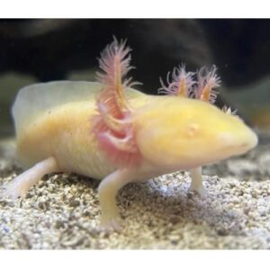 Golden Albino Axolotl 3-4cm