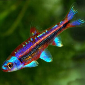 Rainbow Shiner 