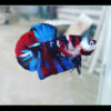 Koi Galaxy Betta Male