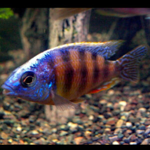 Taiwan Reef Cichlid 