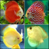 High Grade Assorted Discus x6