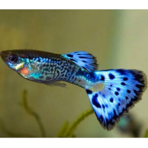 Blue Snakeskin Guppy ***NEW***