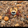 Blue Borneo Crab ***NEW***