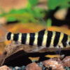 Leporinus Affinis ***NEW***