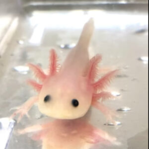  Leucistic Axolotl  3-4cm