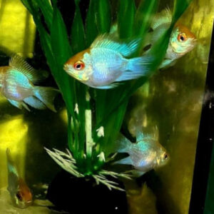 Golden Head Balloon Ram