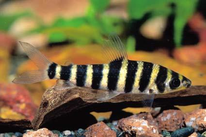 Leporinus Affinis ***NEW***