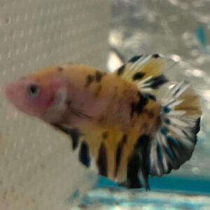 Yellow Koi Betta ***NEW*** 