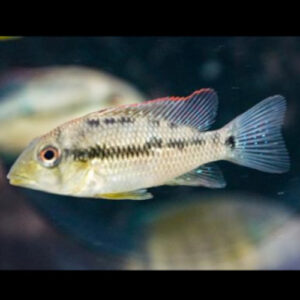 Gold Dust Geophagus 4/5cm ***SALE***