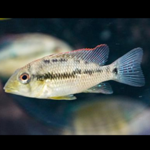 Gold Dust Geophagus 4/5cm ***SALE***