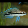 Julidochromis Dickfeldi ***NEW***