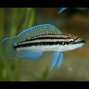 Julidochromis Dickfeldi ***NEW***