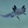 Melanoid Axolotl 3-4cm