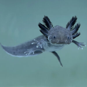  Melanoid Axolotl 3-4cm