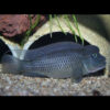 Lionhead Cichlid ***NEW***