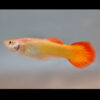 Male Sunset Guppy