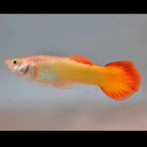 Male Sunset Guppy