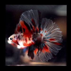 Koi Galaxy Super Delta Betta ***NEW***
