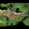 Banded Cory***NEW*** 