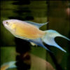 Fire and Ice Paradise Fish 3/4cm