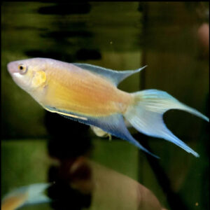 Fire and Ice Paradise Fish 3/4cm