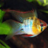 Balloon Rams Long Fin ***STUNNING***
