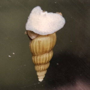 Golden Assassin Snail ***NEW***