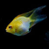Gold Head Balloon Rams Long Fin ***STUNNING*** 