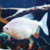 Albino Pacu 2.5-3cm