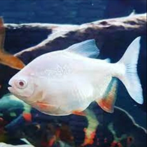 Albino Pacu 2.5-3cm