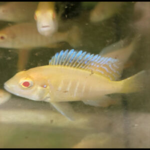 Albino Electric Blue Cichlid