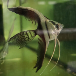 Black and White Angelfish ***NEW***
