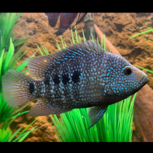  Texas Cichlid 