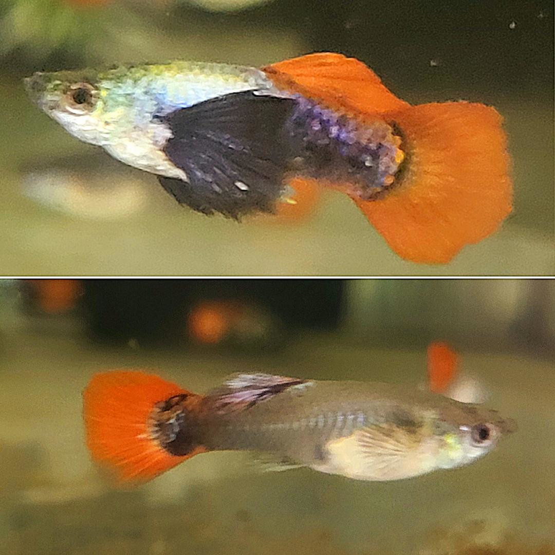 Albino Dumbo Platinum Red Mosaic Big Ear Guppy (1 pair