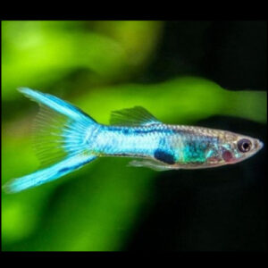 Japan Blue Endler's Guppy