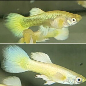 Full Gold Guppy PAIR  