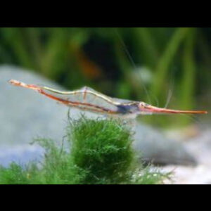 Pinokio Shrimp ***NEW***  