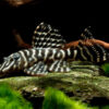 Columbian Zebra Pleco 6-8cm L129
