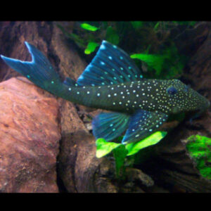 Blue Phantom L128 4-5cm