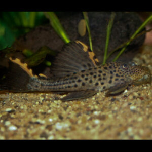 Three Beacon Pleco L091 ***NEW*** 