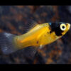 Bumblebee Platy 3.5-4cm