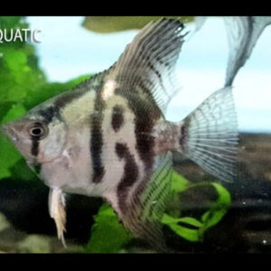 Clown Angelfish ***NEW*** 