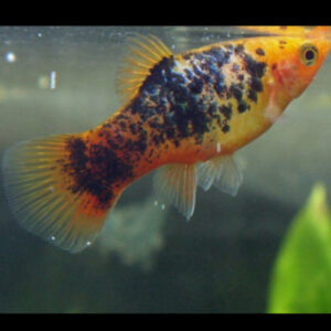 Sunset Coral Calico Platy 3.5-4cm